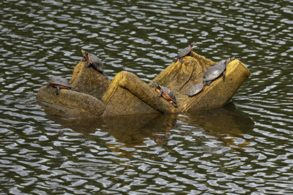 7 eastern painted turtles basking in the sun on a large discarded upholstered chair floating in the Wheaton Stormwater Ponds.