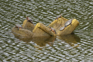 Turtles on upholstered chair copy cropped Flooding at Sligo and Kennebec, Summer 2020