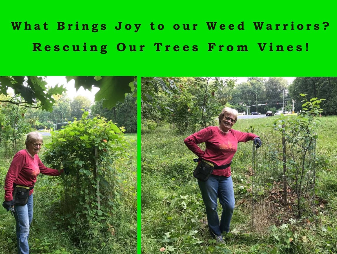 A tree choked with vines before being freed by a Weed Warrior, and afterward.