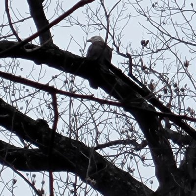 A bald eagle perched on a high branch in Hillwood Neighborhood Park, in December 2021