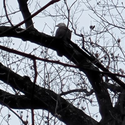 2021.12.18 Bald eagle in Hillwood Neighborhood Park A bald eagle perched on a high branch in Hillwood Neighborhood Park, in December 2021
