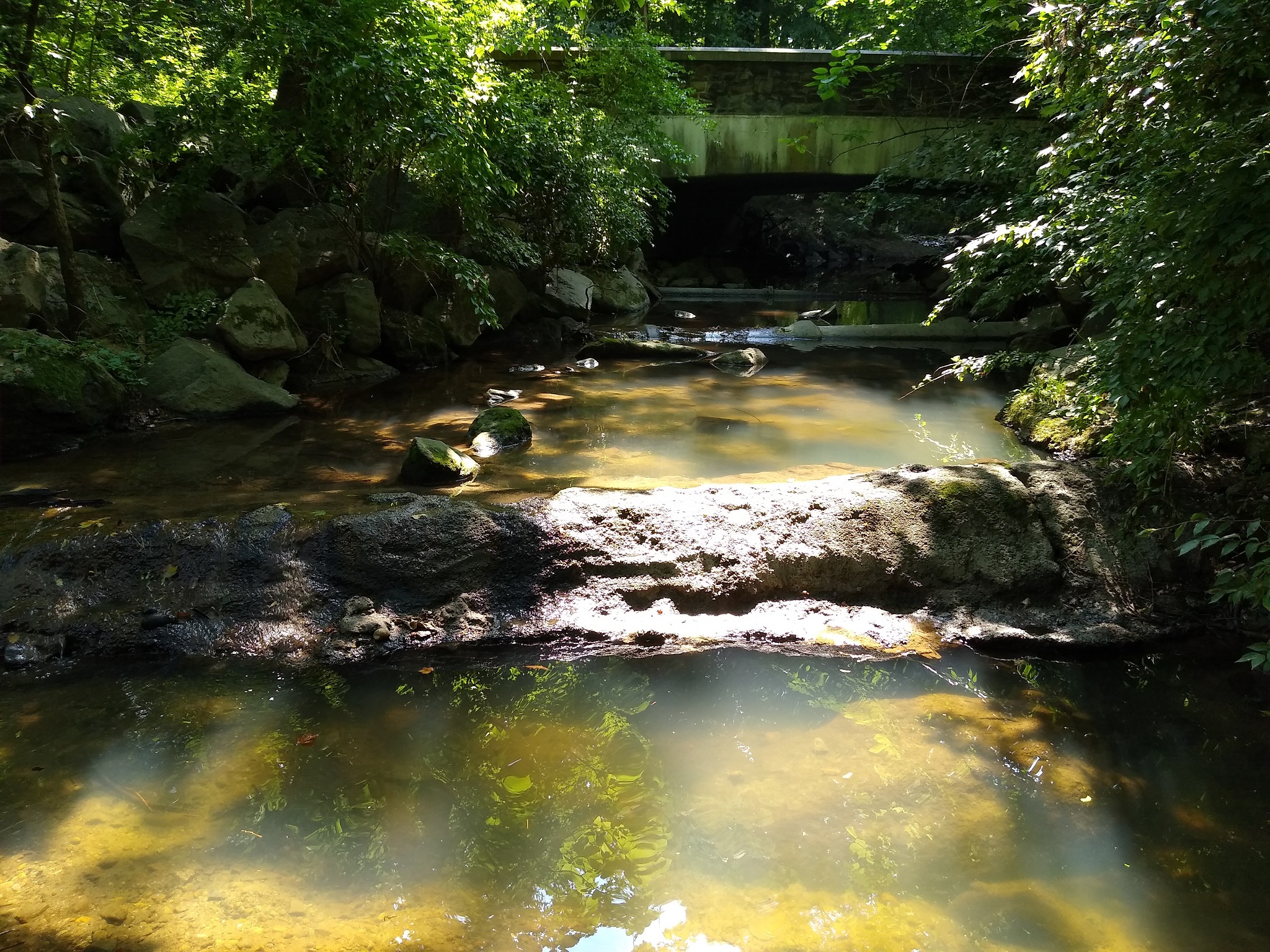 Brashears Run Upstream at confluence with Sligo Creek mainstem