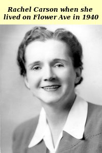 Rachel Carson in 1940 when she was living on Flower Ave.