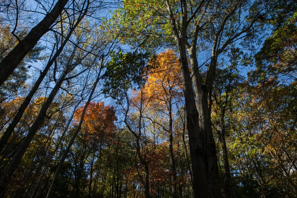 Autumn forest of tall trees with leaves turning yellow, orange, and brown.