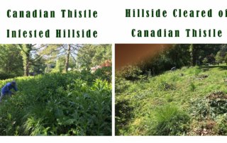 Two FOSC stewards/weed warriors clear this large hillside in Sligo at Crosby Rd of invasive Canadian thistle, as shown in this before and after photo.