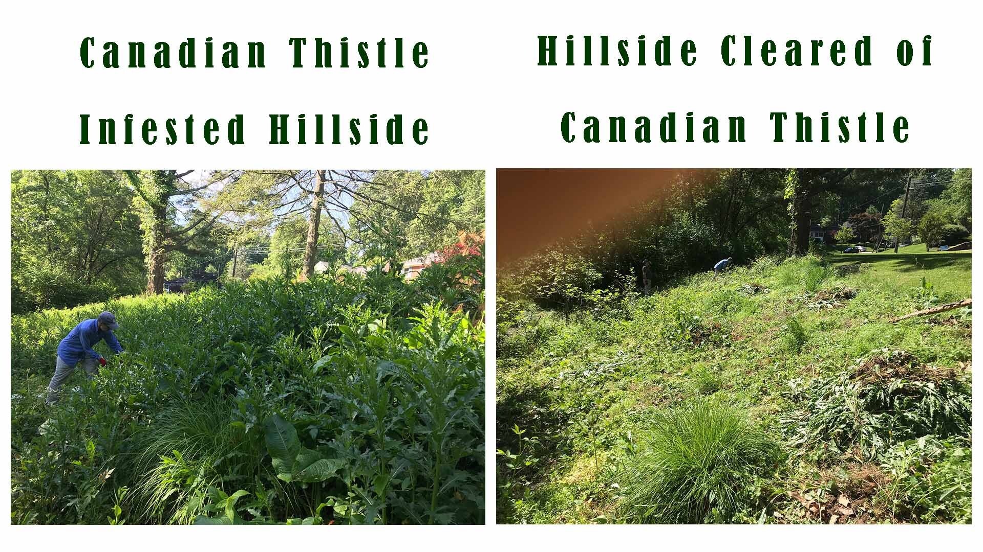 Two FOSC stewards/weed warriors clear this large hillside in Sligo at Crosby Rd of invasive Canadian thistle, as shown in this before and after photo.