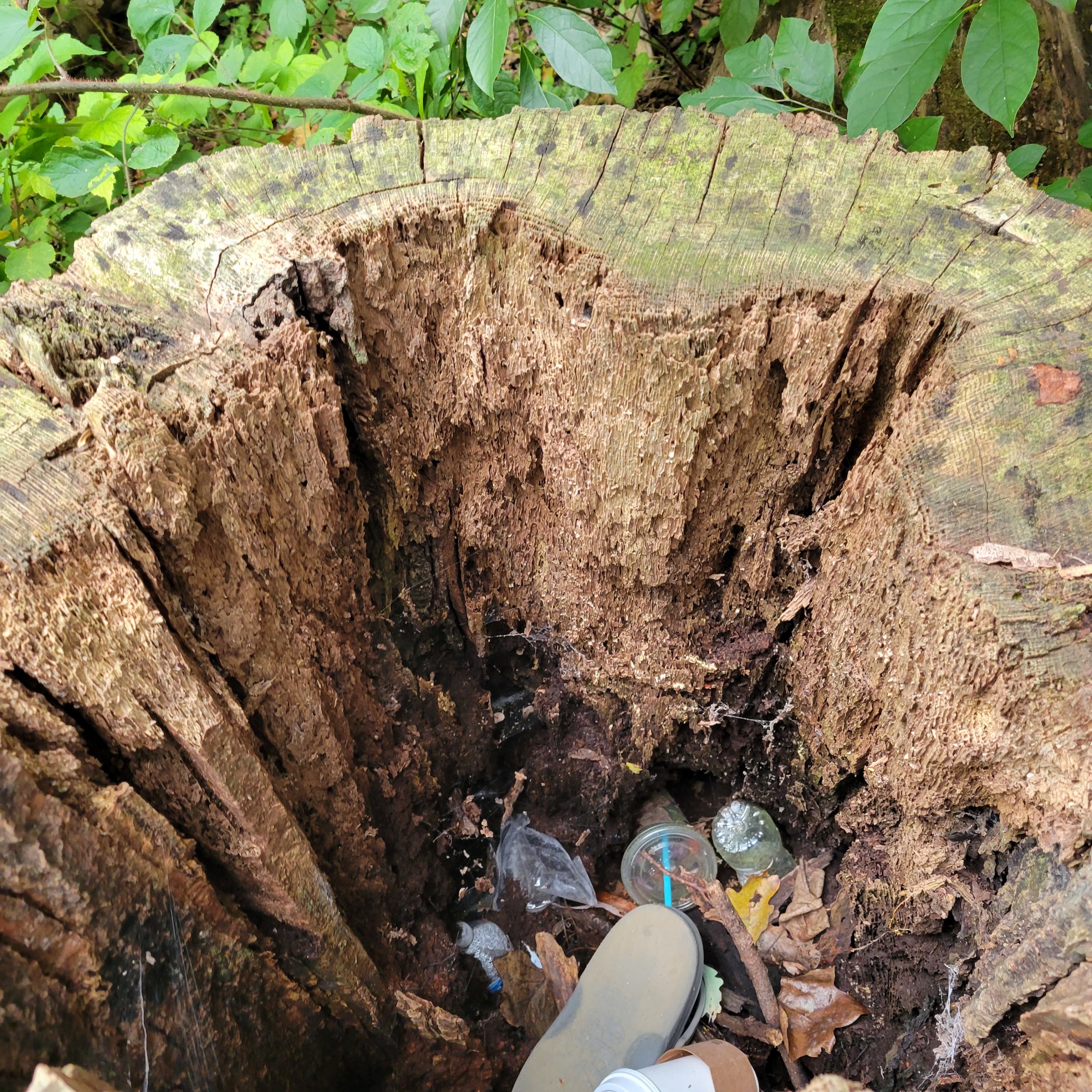 A hollow tree stump - used as a trash can