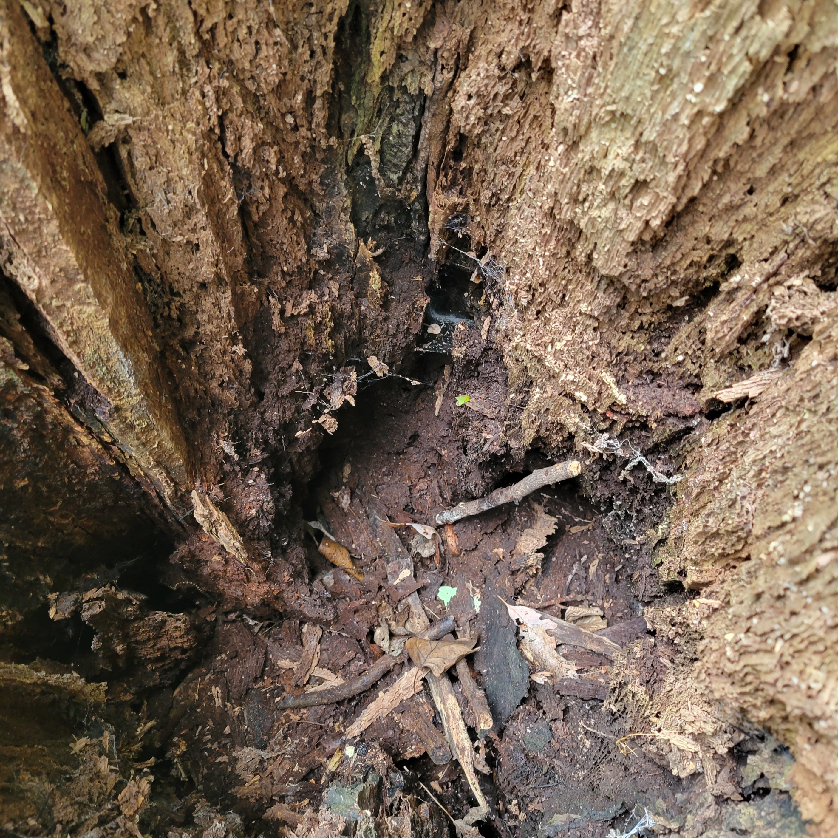 The tree stump cleaned of trash