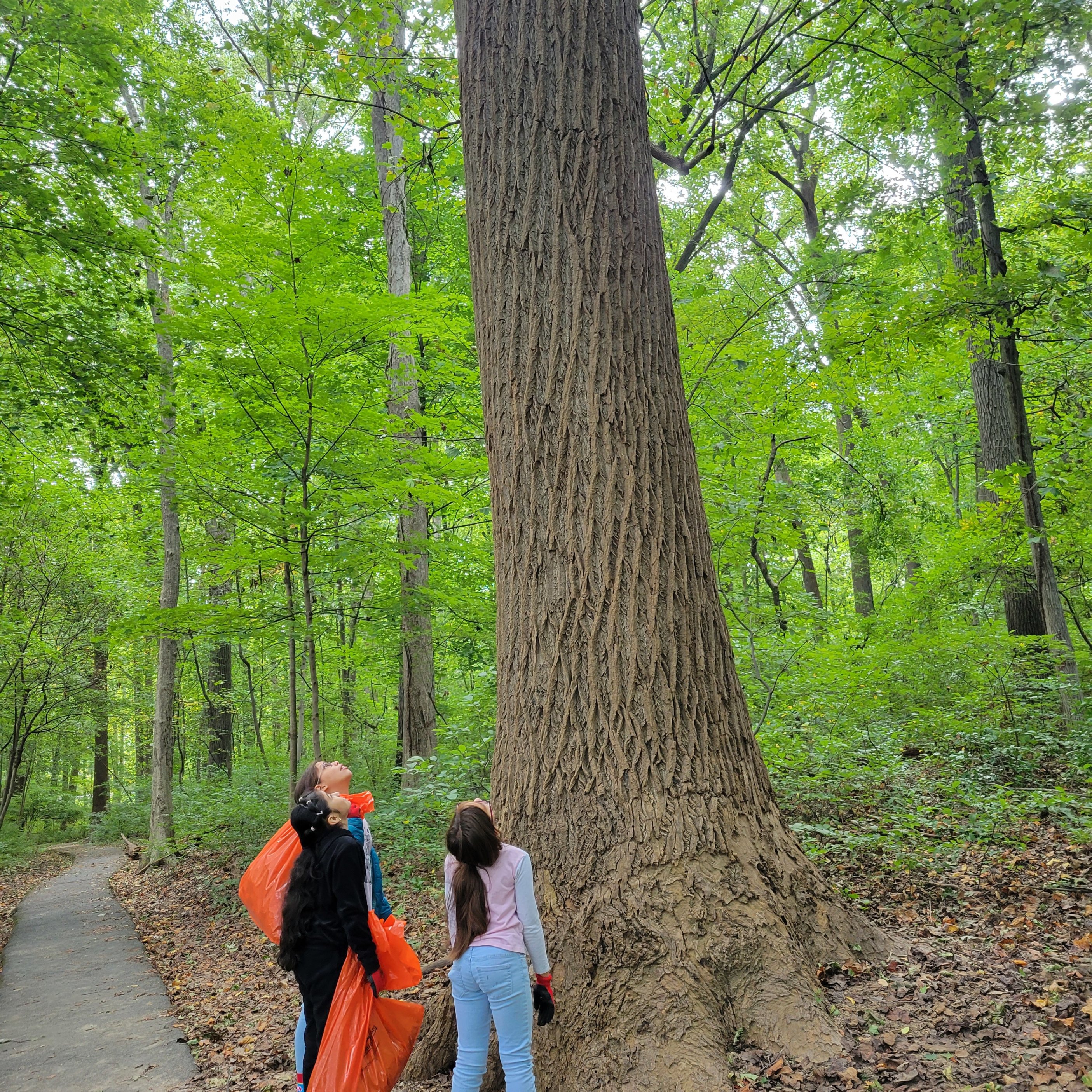 Sweepers looking up at a tall tree