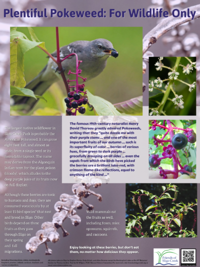Plentiful Pokeweed For Wildlife Only Kiosk Poster Plentiful Pokeweed For Wildlife Only Kiosk Poster