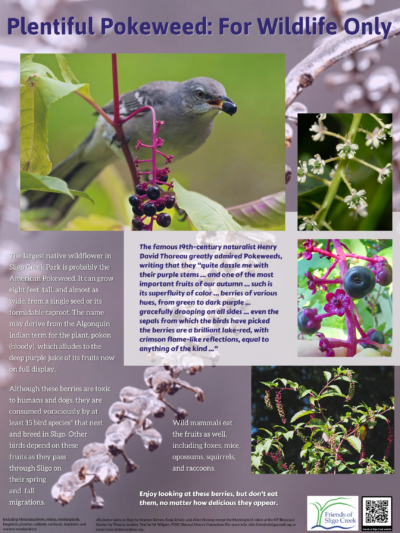 Plentiful Pokeweed For Wildlife Only Kiosk Poster