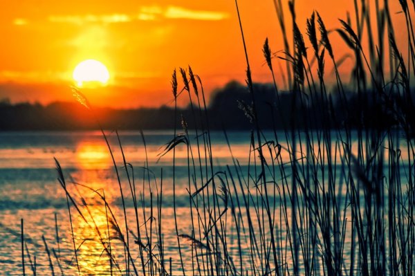 Photo of invasive reed species in a lake waterway at sunset.
