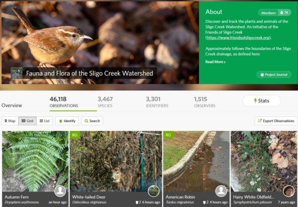 iNaturalist page for the Flora and Fauna of Sligo Creek project.
