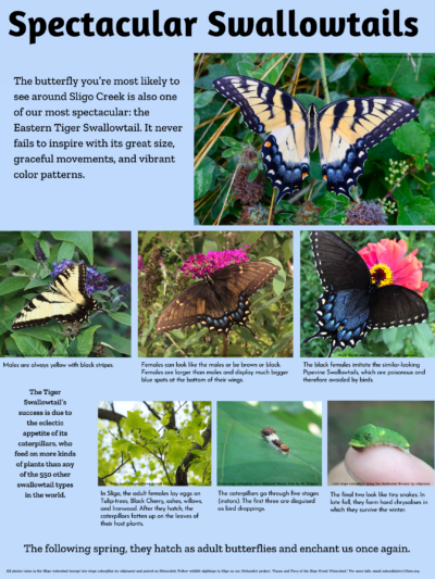 The poster on swallowtail butterflies that was displayed in the park kiosks last summer.