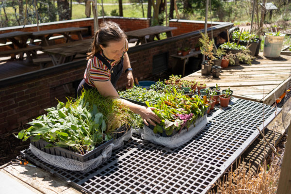 Getting the plants ready to plant in a pollinator garden.