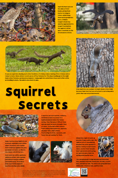 Fun facts about squirrels such as their swiveling ankle joints, acorn hiding strategies, and vision.