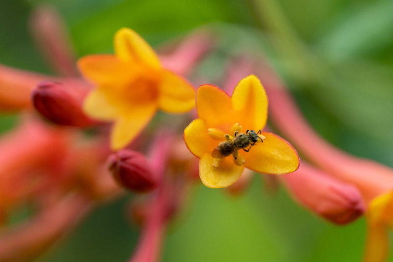 Photo of a native flower in bloom with a pollinator sipping nectar.