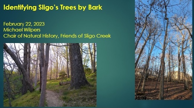 The slides used for the Bark Talk, identifying Sligo's trees by bark, on Feb 22, 2023.