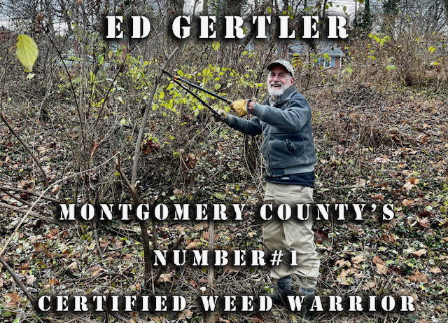 Photo of Ed Gertler, the Weed Warrior with the highest number of volunteer hours in 2022 in Montgomery County, MD.