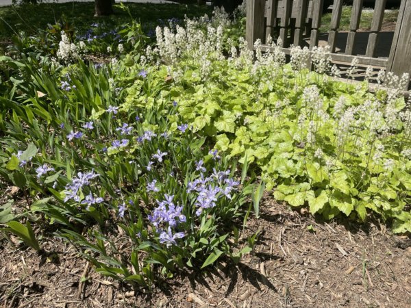 A mix of native plants in bloom forming a broad border along a fence. The plants are well mulched.