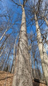 A photo of two towering trees in the woods against a clear blue sunny sky.