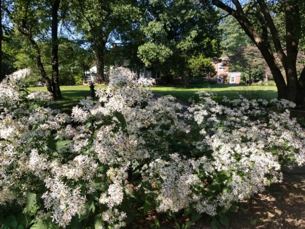 Native bushes in bloom at Woodend, the headquarters of Nature Forward
