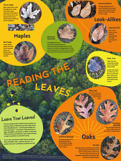 Reading the Leaves How to identify the trees by their fall leaves.