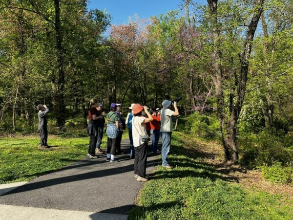 Bird Walk 4.15.23 in Forest Grove section of Sligo Birders with their binoculars trained on the trees of Sligo Creek at Forest Grove.