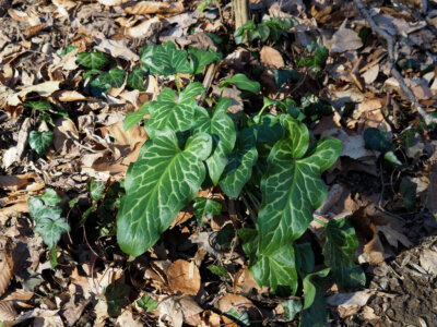 Italian Arum is a fast-growing invasive new to our region.