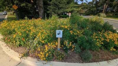 Neighborhood street to native plant haven, the subject of the FOSC May 10 virtual talk. Neighbors saw the chance to create a native plant haven when the street configuration changed, the subject of the FOSC May 10 virtual talk.