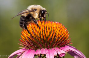 A brown belted bumble bee on a purple coneflower.