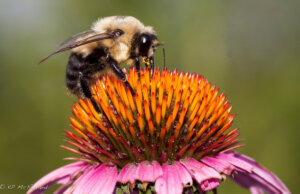 brown belted bumble bee A brown belted bumble bee on a purple coneflower.