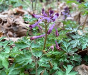 Incised Fumewort (Corydalis incisa)