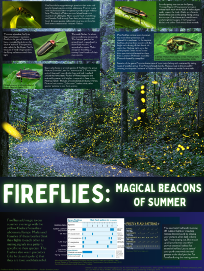 An informational poster of fireflies, "the magical beacons of summer", featuring a forest scene with hundreds of fireflies blinking.