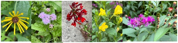 Various fall flowers in bloom used in Green Streets projects