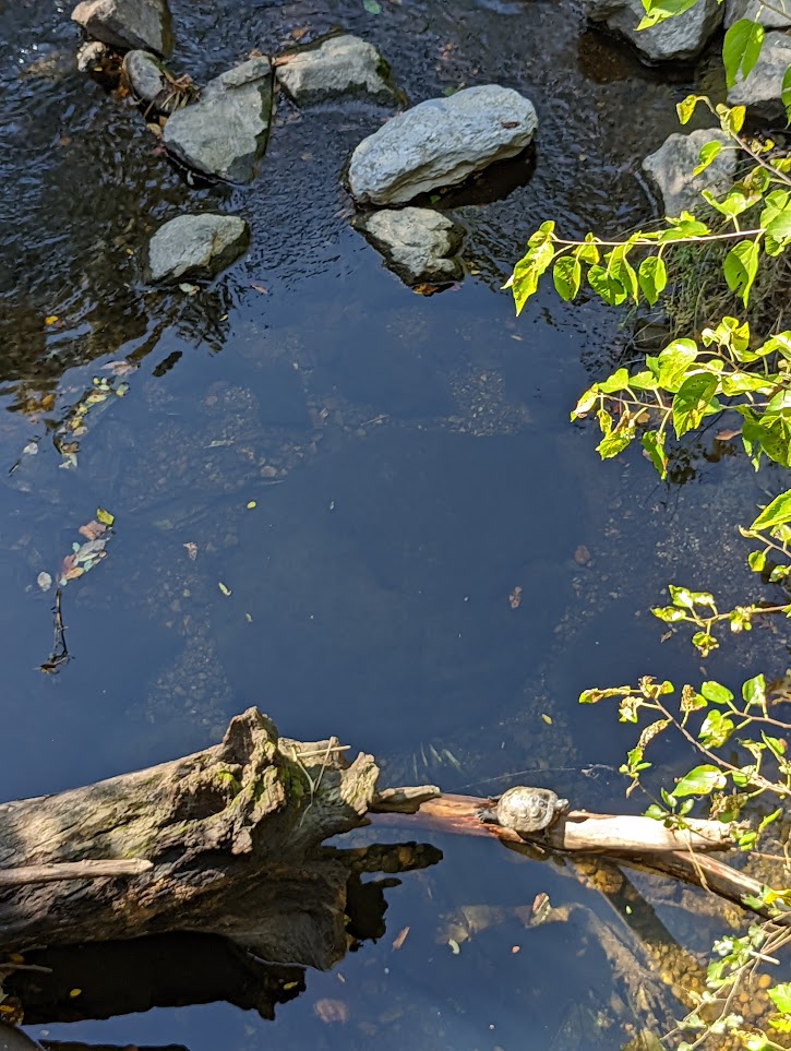 A overhead view of a turtle basking in the warm sun on a log crossing Sligo Creek in Section 4, between Wayne Ave and Piney Branch Rd.