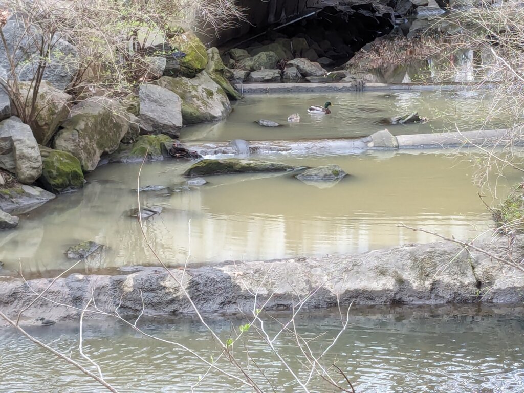 A lone duck swimming in polluted water in between sewer pipes crossing the stream.
