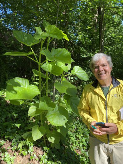 Walter Mulbry next to the invasive Pauwlonia tree (princess tree) on the Invasive plant walk on 6.2024