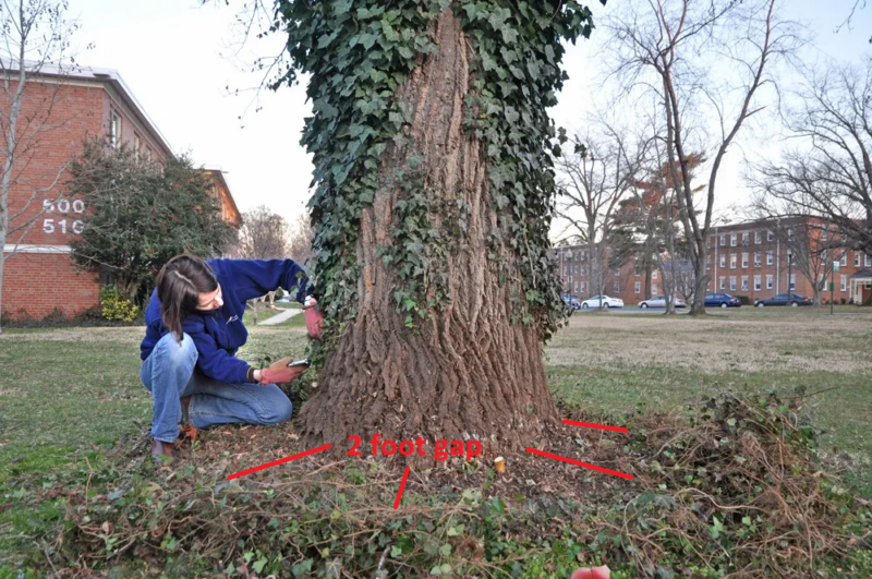 5-clearing-ivy with 2 foot gap A gardener cutting a two foot swath of English ivy from the truck of the tree and a two foot swath from around a mature tree.
