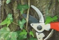 Cutting between the ivy vine and the bark of a tree Cutting between the ivy vine and the tree bark with a clipper.