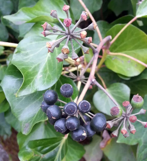 Ivy berries showing changed plant leaf shape Ivy berries showing changed plant leaf shape.