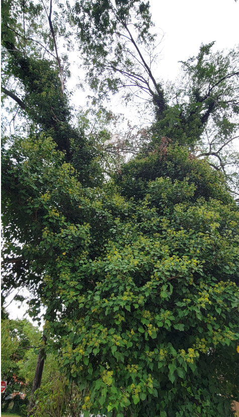 A tree in trouble: choked by ivy A tree in trouble: choked by English ivy