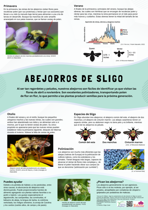 Sligo Bumblebees Spanish Abejorros De Sligo - Bumblebees of Sligo