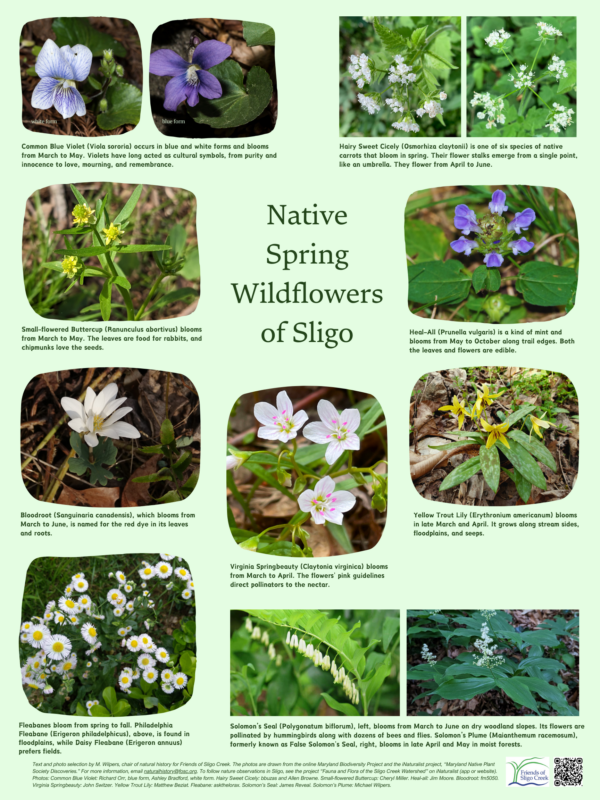 Sligo’s Spring Ephemerals Final English Natice Spring Wildflowers of Sligo