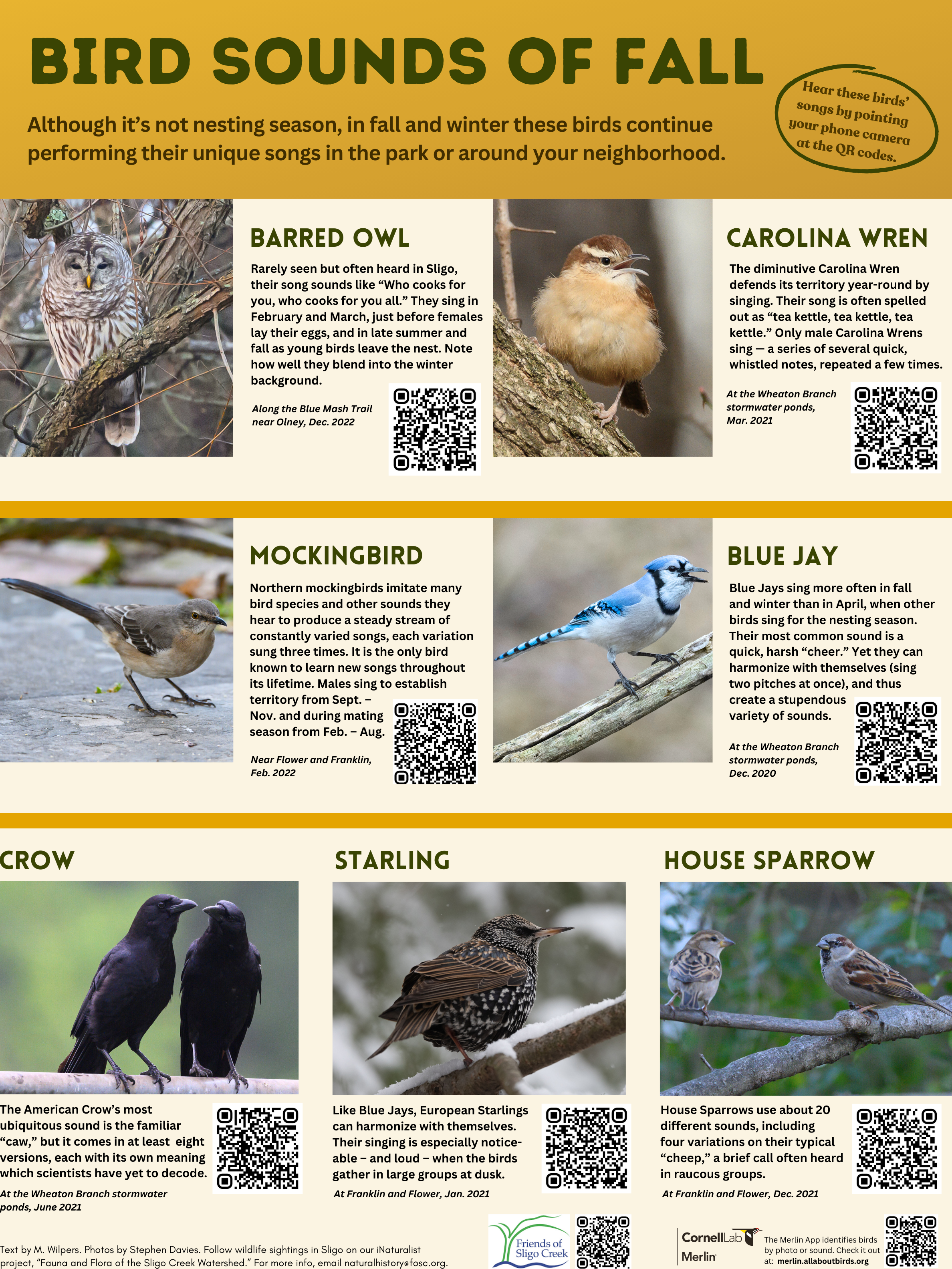 Song Birds of Sligo Final3 Bird Sounds of Fall