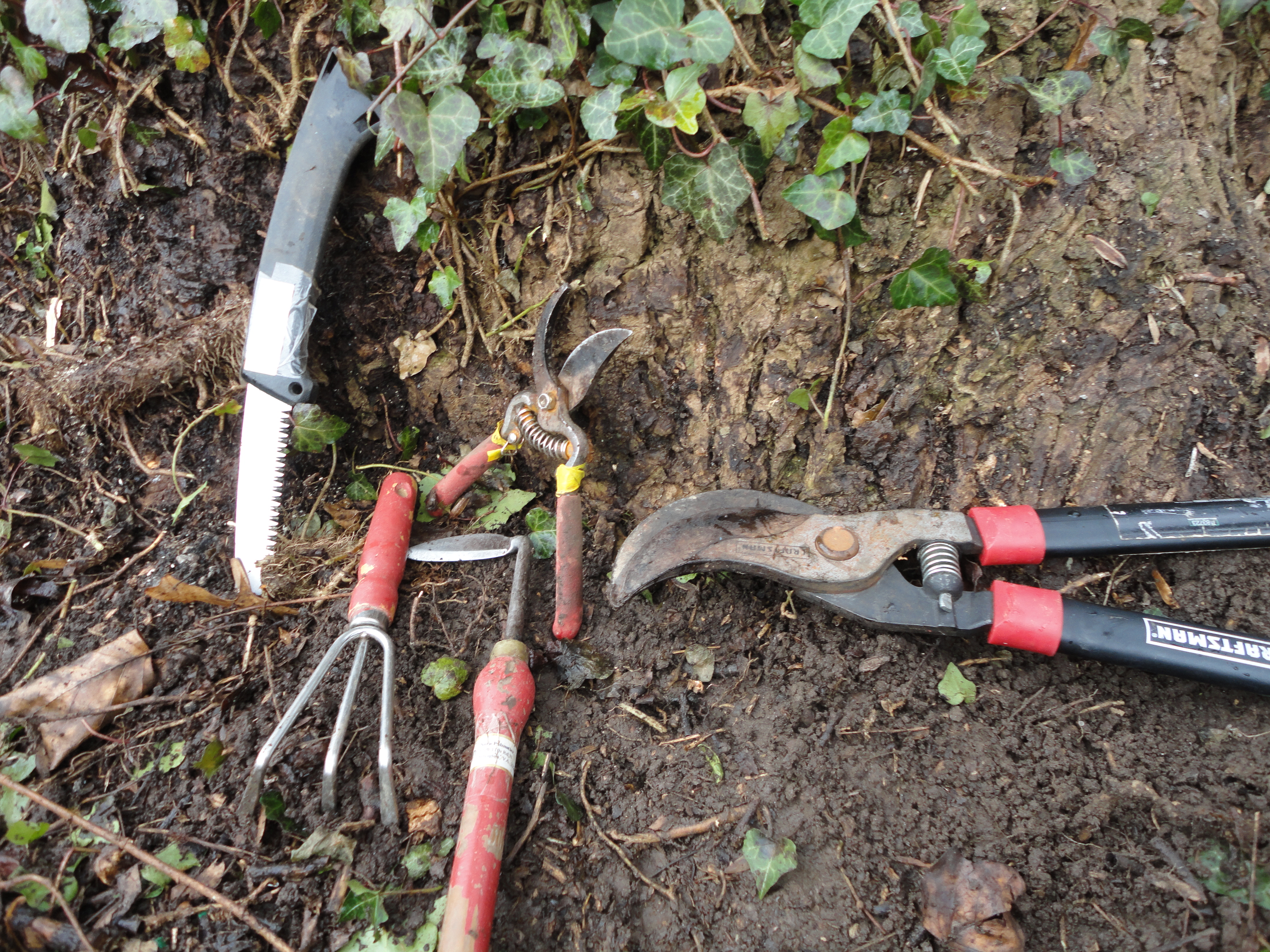 A variety of garden clippers at the base of a tree covered in English ivy. Garden clippers, cutters, loppers and/or handsaw may be used to clear English ivy from tree trunks and a 2 foot area around the base of the tree.