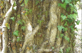 closeup of ivy vines on tree trunk Closeup view of ivy vines growing on a mature tree. Ivy kills trees.